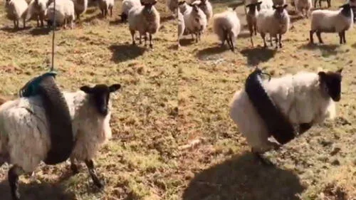 YouTube:  oveja genera risas por su curiosa forma de divertirse en el campo [VIDEO] 