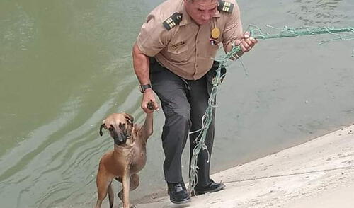 Piura: policías rescatan a perro que cayó al canal Biaggio Arbulú Piura: policías rescatan a perro que cayó al canal Biaggio Arbulú