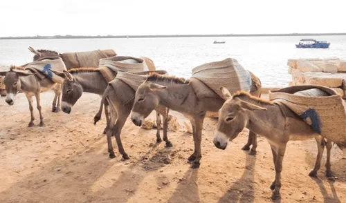 Mitad de la población de burros en riesgo de desaparecer por la elaboración del ‘ejiao’ Mitad de la población de burros en riesgo de desaparecer por la elaboración del ‘ejiao’