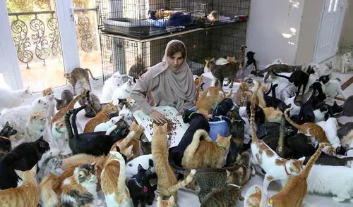 Maryam al Balushi posee 480 gatos y 12 perros. Foto: AFP Maryam al Balushi posee 480 gatos y 12 perros. Foto: AFP