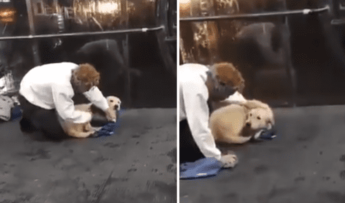 Hombre se quita el chaleco para dárselo a un perro callejero que tiritaba de frío en el suelo [VIDEO]