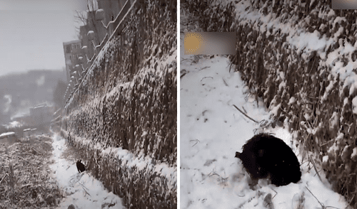 Desliza las imágenes para ver el rotundo cambio de la mascota rescatada durante un temporal de nieve. Foto: captura de YouTube Perrito sin hogar que fue rescatado en medio de la nieve ahora luce diferente