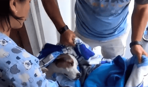 Sujetos insertaron alfileres en una salchicha para dársela a los perros [VIDEO]