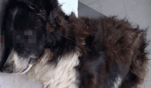 Murió Malevo, el perro que fue baleado por unos ladrones al defender a una pareja de ancianos