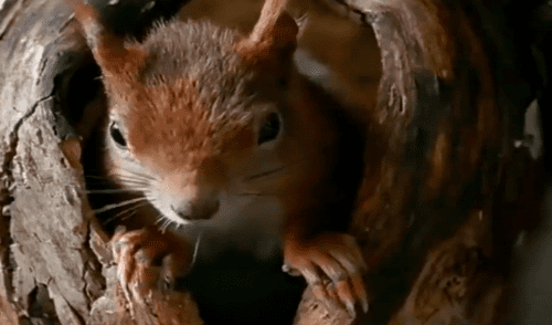 Facebook viral: joven coloca cámara escondida y registra momento que ardilla da a luz [VIDEO]