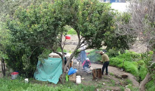 Personas sacuden perales y cocinan timpusca (fotos: Alvaro Carrasco) Personas sacuden perales y cocinan timpusca (fotos: Alvaro Carrasco)