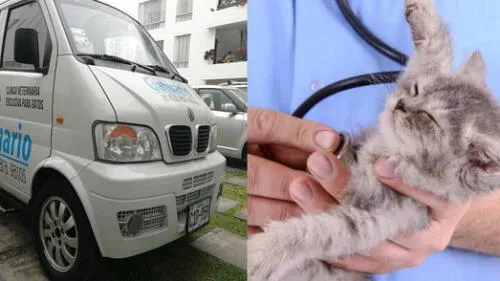 gatuario veterinaria gatos gatuario veterinaria gatos