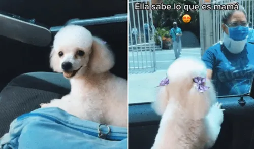 Cachorra tiene tierna reacción al escuchar que su ‘mamá’ viene hacia ella [VIDEO]