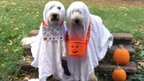 Facebook: "Perros fantasmas" recorren las calles en busca de dulces por Halloween Facebook: "Perros fantasmas" recorren las calles en busca de dulces por Halloween