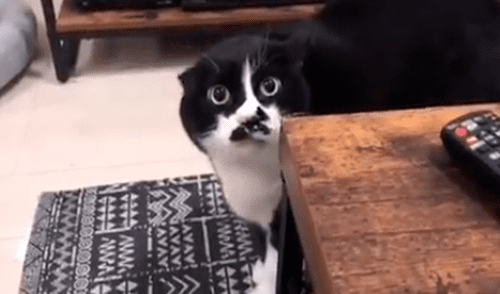YouTube viral: pequeño gato sorprende a su dueño al darle clase de inglés [VIDEO]  
