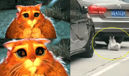 Facebook viral: gatito obeso es descubierto haciendo ejercicios para bajar de peso [VIDEO]