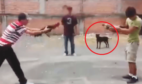 Facebook: jóvenes intentan recrear una pelea de gallos y son detenidos por un perro hambriento Facebook: jóvenes intentan recrear una pelea de gallos y son detenidos por un perro hambriento