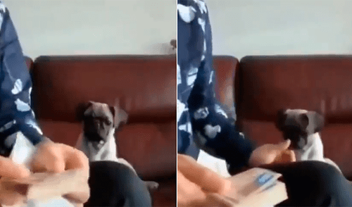 YouTube Viral: perro ayuda a su dueño a contar el dinero por una increíble razón [VIDEO]