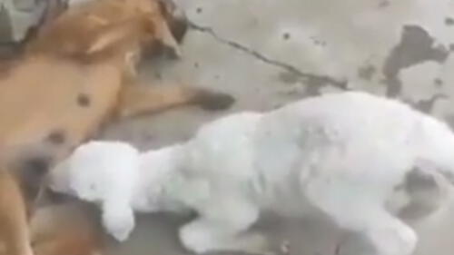 Facebook: Cabra utiliza increíble método para obtener leche de una perra