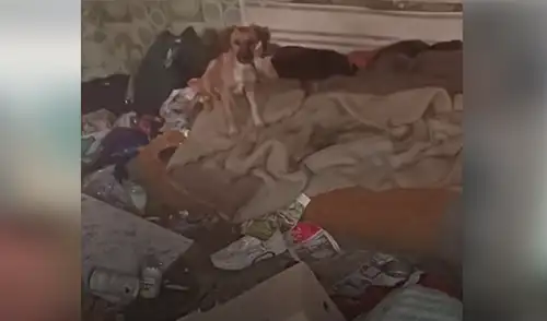 YouTube viral: encuentran perrita callejera dentro de casa abandonada, la adoptan y ahora luce distinta