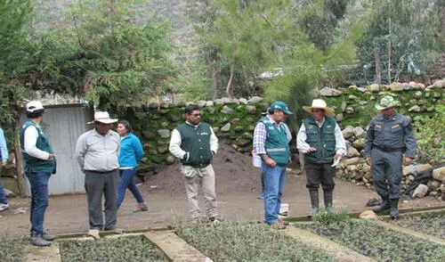 Arequipa: Plantaron 2000 queñales para mejorar la calidad de vida de varias comunidades