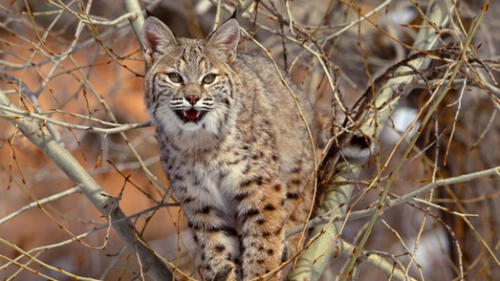 Australia podría matar a dos millones de gatos salvajes en el 2020 Australia podría matar a dos millones de gatos salvajes en el 2020