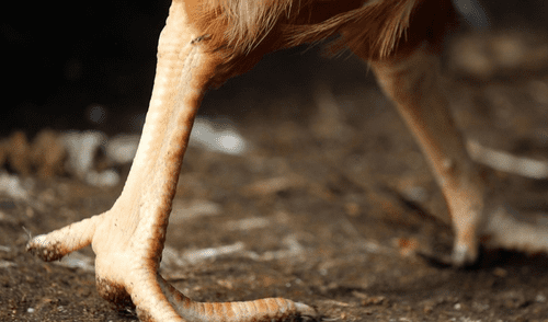 YouTube Viral: Extraño caso de una gallina que vive sin cabeza hace una semana [VIDEO]