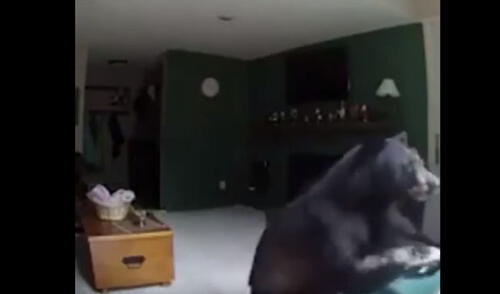 YouTube: Oso entra a una casa, toca el piano, la convierte en un desastre y se va 