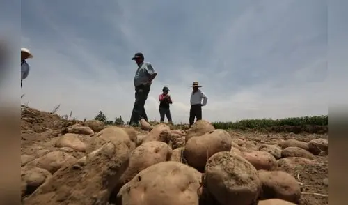 Agricultura familiar representa 97% del sector