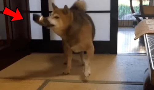 Facebook viral: perro reacciona con violencia porque sus amor no servían sus alimentos [VIDEO]