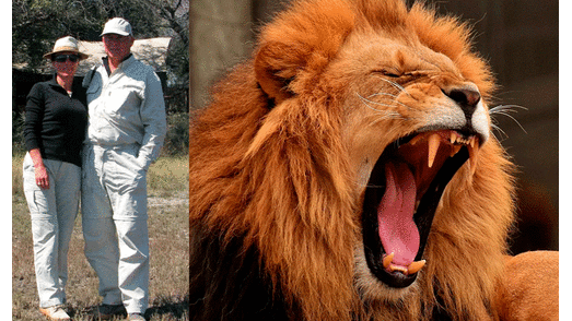 Un león arrancó parte del brazo a un turista mientras dormía durante un safari en África