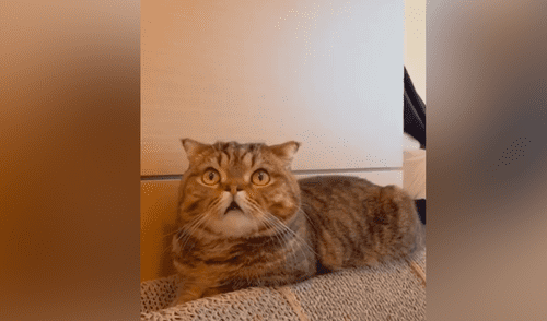 Facebook vira: chica se disfraza de ‘La Monja’ para asustar a su gato, sin imaginar la reacción que tendría el felino