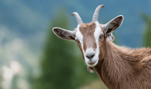 Facebook viral: Gato escucha raros sonido provenientes del clóset y cuando se acerca descubre algo curioso [VIDEO]  