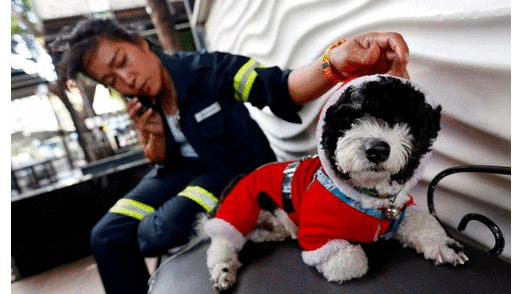 Barrendera y su perro se vuelven viral en redes sociales. Foto: Reuters Barrendera y su perro se vuelven viral en redes sociales. Foto: Reuters