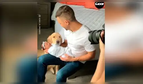 Desliza las imágenes para ver la emotiva escena que protagonizó un perro al conocer a la hija de su dueño. Foto: Woof Woof Desliza las imágenes para ver la emotiva escena que protagonizó un perro al conocer a la hija de su dueño. Foto: Woof Woof
