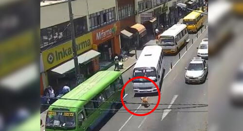 Sancionaron a chofer que atropelló a perro "Gringasho" a propósito en Tacna