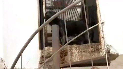 Denuncian que perro vive maltratado en casa de Villa El Salvador. Créditos: Captura ATV+.