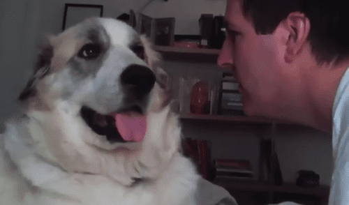 YouTube: Recibió cruel respuesta de su perro al intentar darle un beso YouTube: Recibió cruel respuesta de su perro al intentar darle un beso