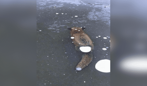 YouTube: Zorro atrapado iba a morir congelado, pero gran gesto lo salvó [VIDEO]