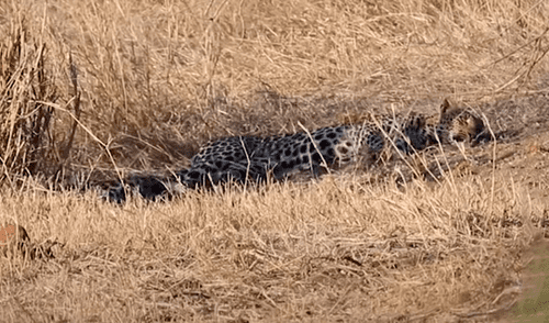 Pocas veces visto: graban el cortejo de unos leopardos antes del apareamiento