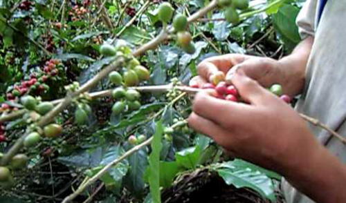Falta de inversión afectaría la producción de café en el 2019 Falta de inversión afectaría la producción de café en el 2019