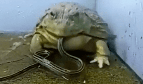 YouTube viral: extraña rana toro devora reptiles e insectos en unas cuantas mordidas [VIDEO]