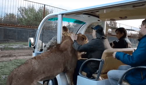 YouTube viral: turistas quedan en shock al ver que león subió a su vehículo e hizo lo inimaginable [VIDEO]