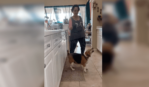 Facebook viral: mujer pide a su madre que cuide a su perro y al regresar los descubre en divertida escena [VIDEO]