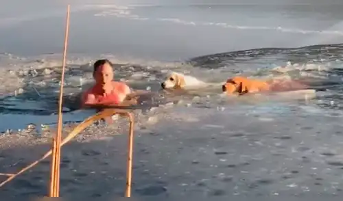 Facebook: valiente hombre y su mascota rescatan a dos perros atrapados en lago congelado [VIDEO]