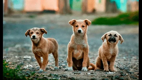 Perros callejeros
