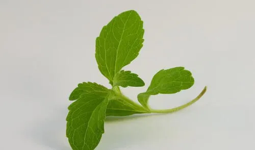 Stevia Stevia
