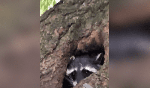Desliza hacia la izquierda para ver las imágenes del video viral. Foto: Captura de YouTube. YouTube viral: joven encuentra extraño hoyo, lo revisa y mapache sale para atacarlo salvajemente