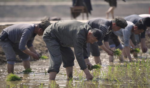 Corea del Norte: escasez de alimentos obliga a los maestros a cosechar sus raciones de papas