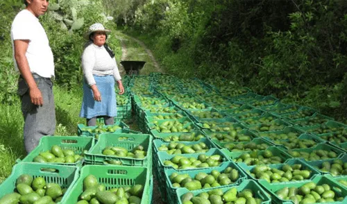 Minagri: agroexportaciones peruanas llegaron a 148 países en 2017