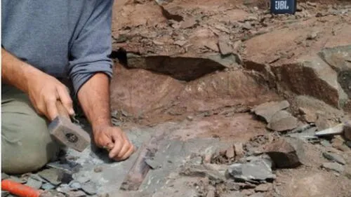 El Megarraptor tendría 70 millones de años de antigüedad.