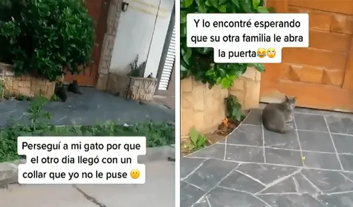 Facebook viral: ve que su gato tiene un collar distinto, lo persigue y descubre que este tiene otra familia [VIDEO]