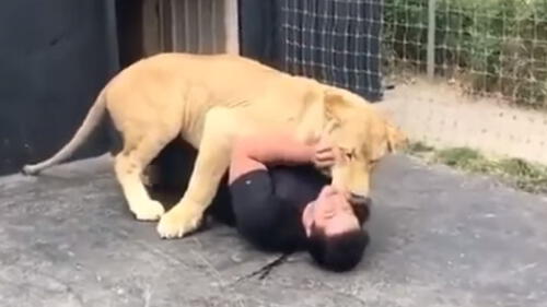 YouTube Viral: No imaginarás la reacción de un león al reencontrarse con su criador [VIDEO]
