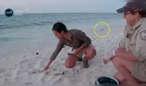 Facebook viral:Una tortuga fue liberada en vivo por una reportera pero un ave arruina tierno momento [VIDEO]