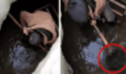 Facebook viral: Niño entra a pozo y descubre 'aterradoras' criaturas que sorprenden a miles [VIDEO]